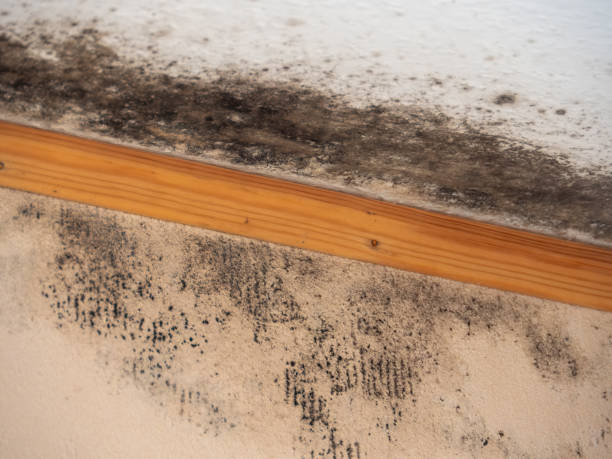Best Air Quality Testing for Mold Spores  in Stanton, KY