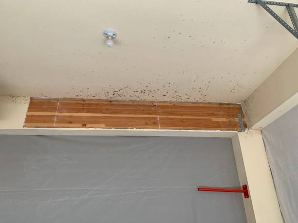 Best Real Estate Mold Inspection  in Stanton, KY