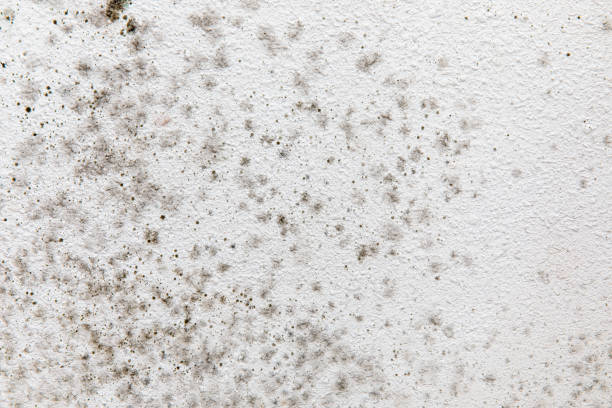 Best Attic Mold Removal  in Stanton, KY