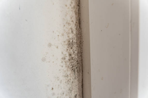 Professional Mold Removal in Stanton, KY